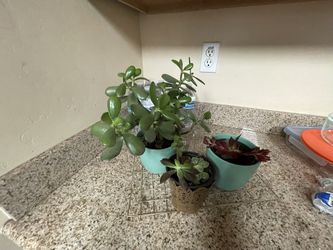 Beautiful Healthy Succulents