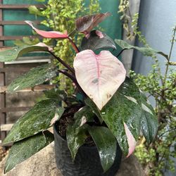 Plants Con Maceta De Cerámica Indoor