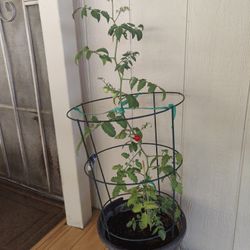 Planta D Tomate Chico / $10 /  Small Tomato Plant / NELLIS BLVD & CHEYENNE AVE 