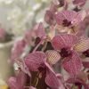 Orchid Blooms