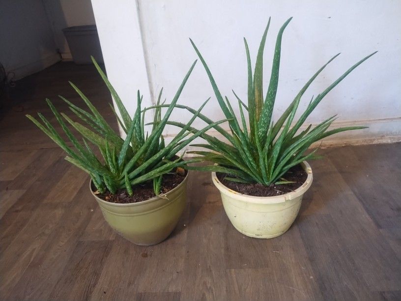 Aloe Vera Plants 