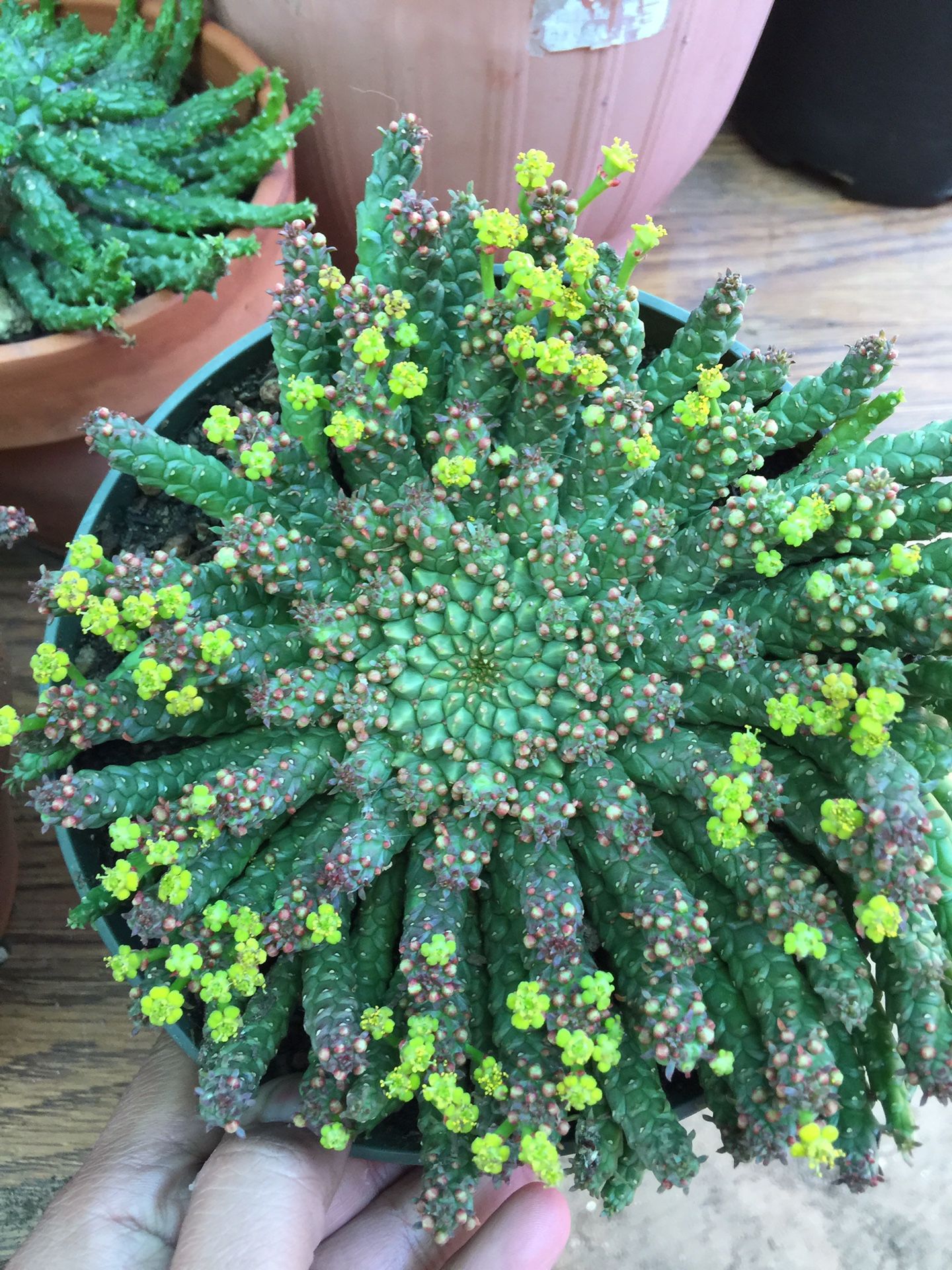 Euphorbia Medusa head