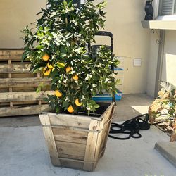 Valencia Orange Tree 24 Gallon Delivered