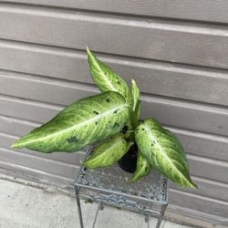 6” Dieffenbachia Camouflage Beautiful Color