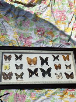 Real Butterfly Art