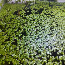 Duckweed