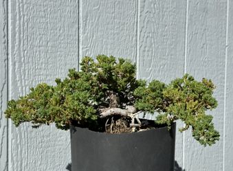 Intricate Juniper Bonsai Tree