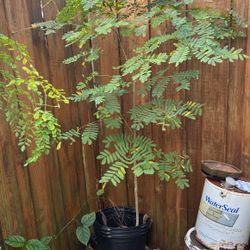 12’ Mimosa Tree