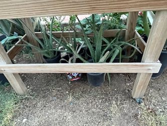 Spotlight On Our Aloe Vera Plants