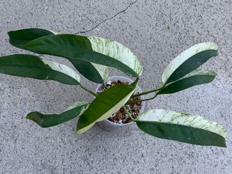 Epipremnum Giganteum Albo Variegated