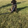 Amara