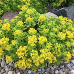 Sedum Flowers