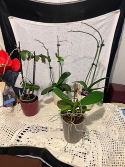 Beautiful fresh and healthy Orchids
