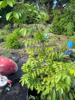 Star fruit trees Grafted in blooming