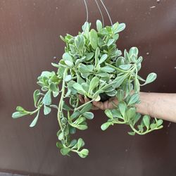 6” Variegated Jade Succulent 