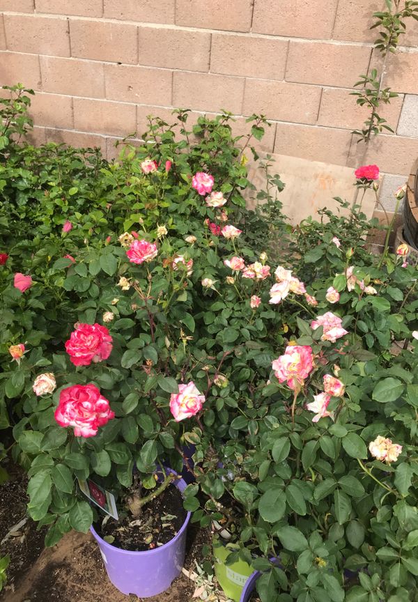 Roses for Sale in Las Vegas, NV OfferUp