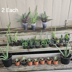 Assorted Succulents.  2.00 Each