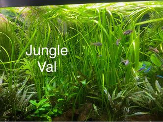 Live Aquarium/Fish Tank Plants