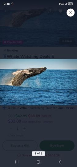 Whale watching for 5 people