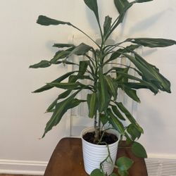 Green Plant In Pot