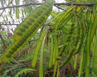 Árbol de guajes verdes