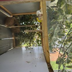 tomeguin del pinar pareja