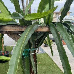 Dragon Fruit Cutting