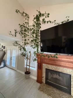 House plant indoor plants monstera