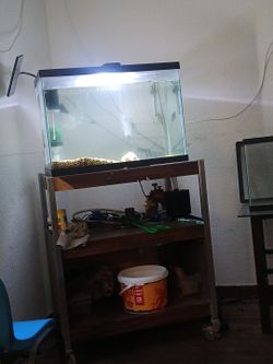Free fish tank