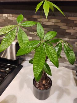 4.7" Money Tree Plant in Black Pot