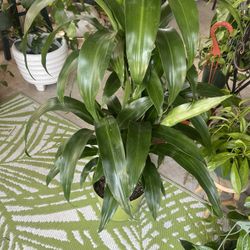 Dracaena Lisa Plant 