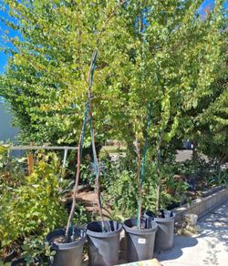 Apricot trees