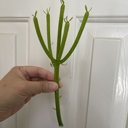 Pencil Cactus Plant CUTTING