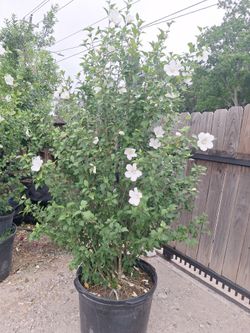 Althea white 30 gal