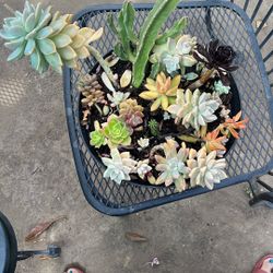 Assorted Succulents 