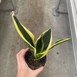 Snake Plant (sansevieria)