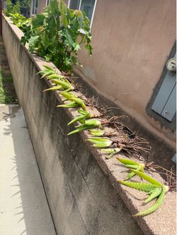 Free Aloe vera pups