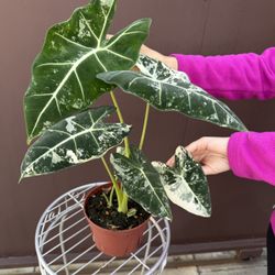 Xl Variegated Alocasia Frydek W/ Babies In 6” Pot 