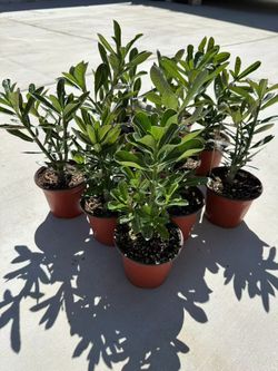 Desert Rose Adenium Obesum Bonsai Succulent