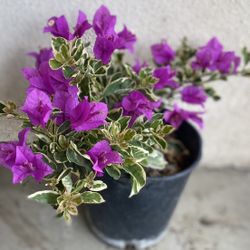 Bougainvillea, Veranera, Camelina, Variegated Leaves Plant, In 1 Gallón Pot Pick Up Only