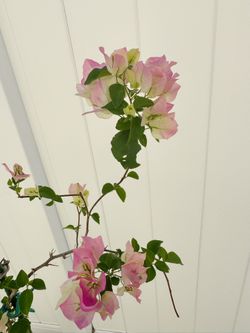 Bougainvillea 'Thai Delight'