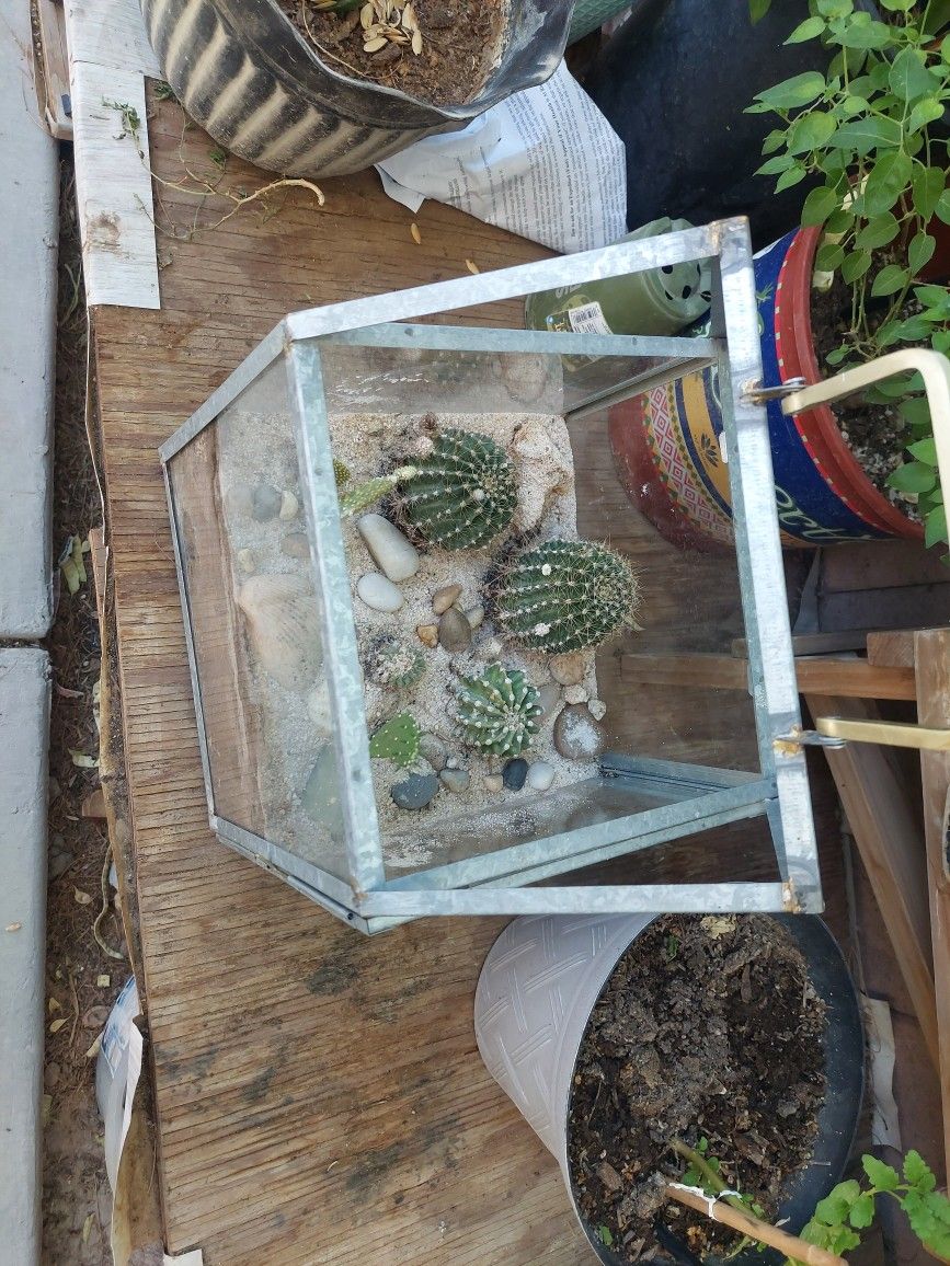 Cactus