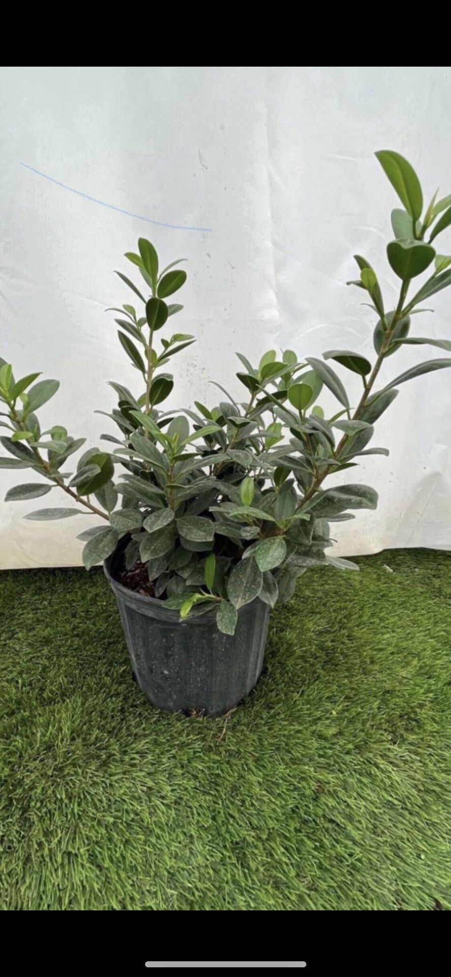 Green Island Ficus - 3 Gallon