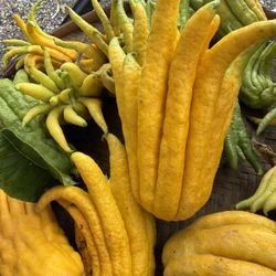 Black Friday Sale 20%OFF All Plants,bamboo Stick,pots 