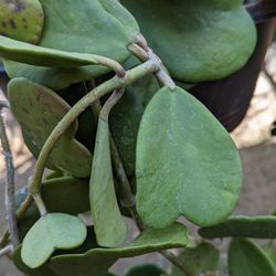 Hoya Kerri Heart Plant. Big Plant!