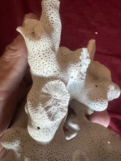Natural Dried Coral Specimen