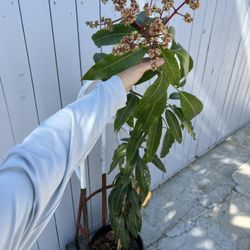 HUGE Valencia Pride Mango Tree 5ft Tall! TROPICAL FRUIT