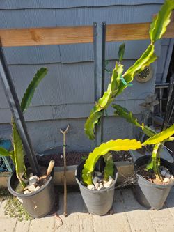 Dargon fruit plant in pots