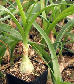 Pregnant Onion Plant