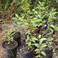 Guava And Aloe Plants